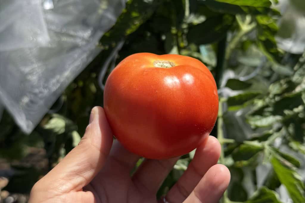 Kewalo Florida tomato varieties 
